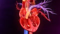 Human Heart Anatomy Royalty Free Stock Photo